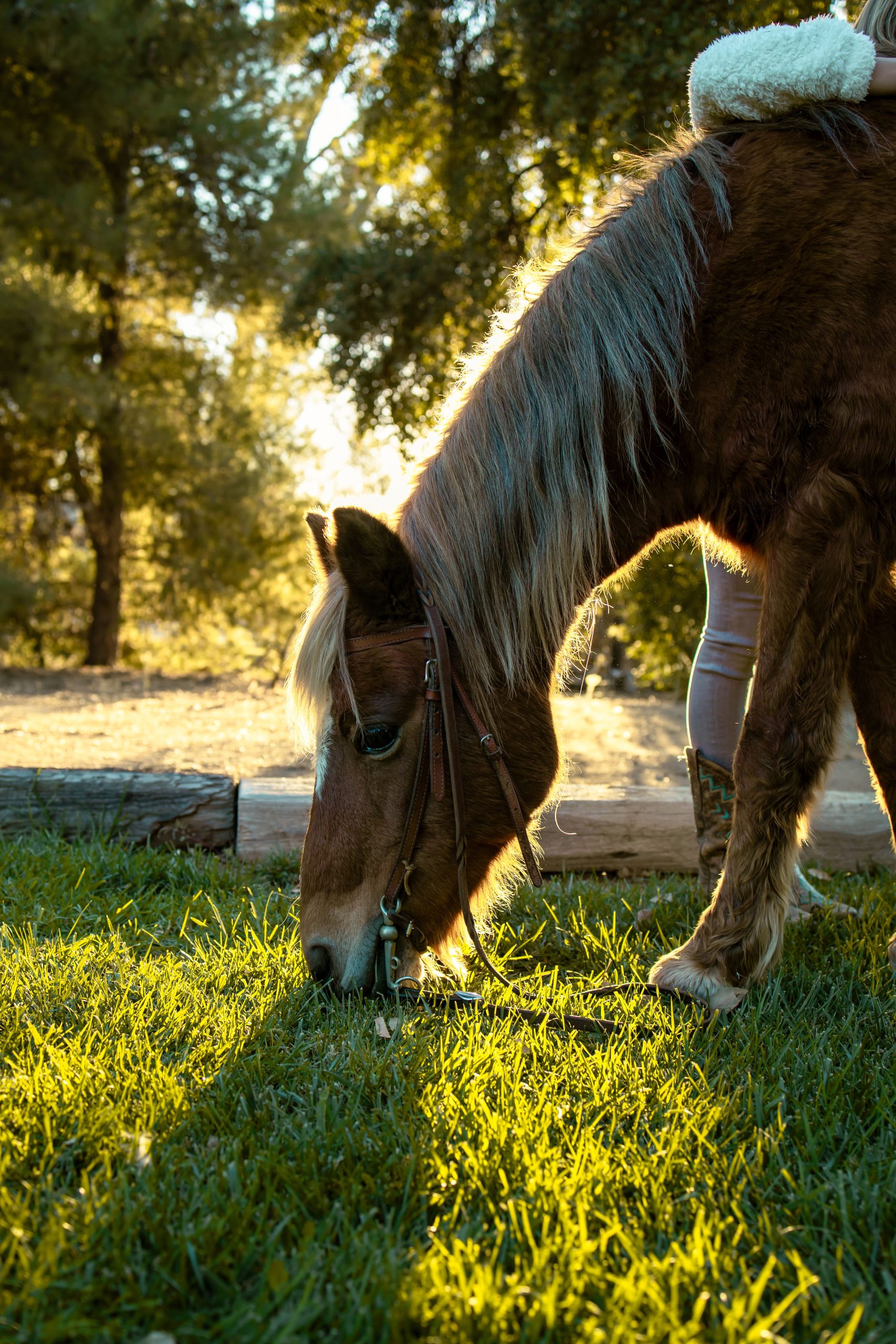 Equestrian portrait by Gavin Hollywood